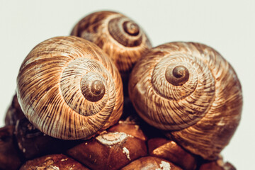 Selective focus of snail shells on isolated white background. Of the brown snail shells on the cone, the fractal center of the left one is in selective focus.