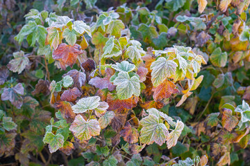 Autumn photo of colorful blackcurrant leaves covered in frost with the first frost.