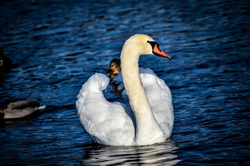Naklejka premium swan on the lake