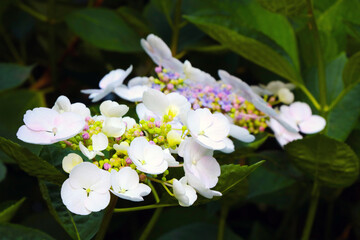 A white flowering flower branch in the park in the spring.