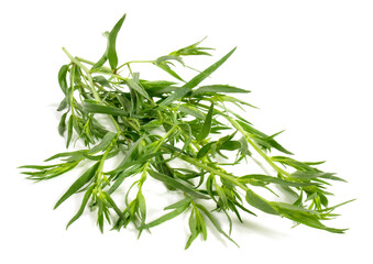 Fresh Tarragon isolated on white Background