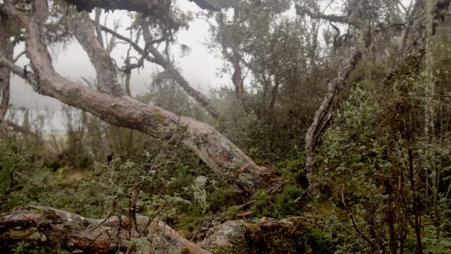 cloud forests and vegetation, steady cam