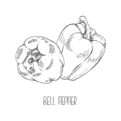 Hand drawn vector fresh bell pepper illustration