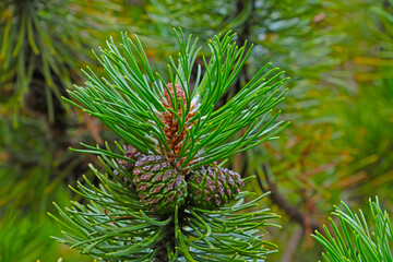 A green branch of a pine tree with young cones in the forest.