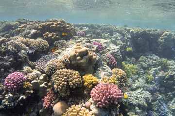 Naklejka na ściany i meble Colorful coral reef. Underwater landscape