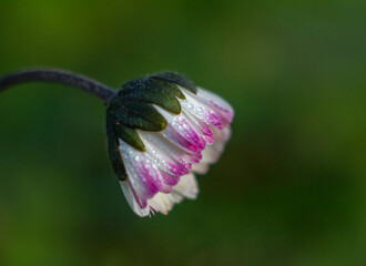 Daisy flowers blooming in morning with frost,natural background with hoarfrost on the grass.Ground texture with frozen meadow plants.Rime ice on blades of grass during frosts.Cold weather.Winter,Italy
