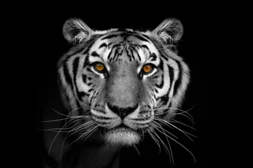 Zelfklevend Fotobehang portret van een tijger © Patryk