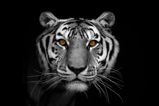 portrait of a tiger