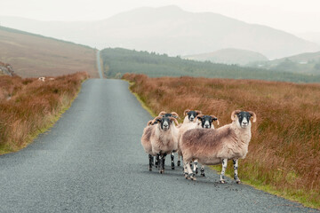 Herd of white wool sheep with brown identification color on their back, on straight road in a...