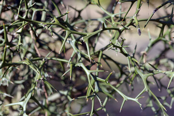 カラタチの刺　自然の造形