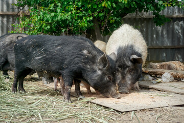 Domestic pigs in the yard in the village