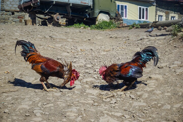 Two roosters are preparing for a fight in the village © Pavel