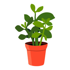 A room plant in a bowl in a flat style (Crassula). The vector image is highlighted on a white background. For room design and decoration.