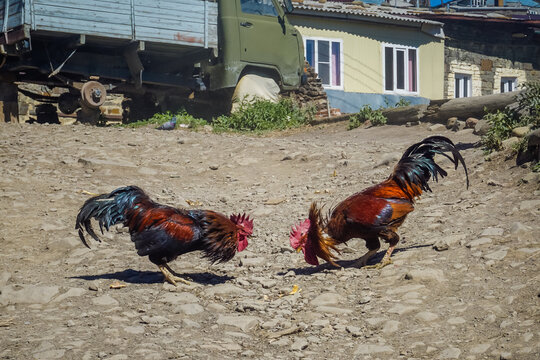 Two roosters are preparing for a fight in the village