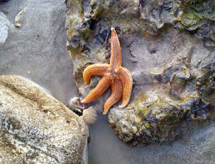 Starfish on a rock