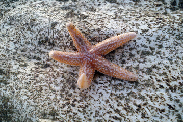 Starfish on a rock