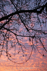 Silhouette of branches at sunset