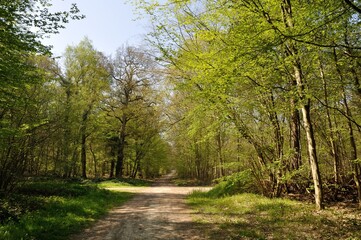 Fototapeta na wymiar The Communal forest of Saint Pierre Les Elbeuf