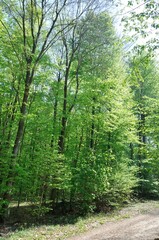 The Communal forest of Saint Pierre Les Elbeuf