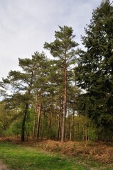 Fototapeta premium Communal forest of Saint-Pierre-Lès-Elbeuf