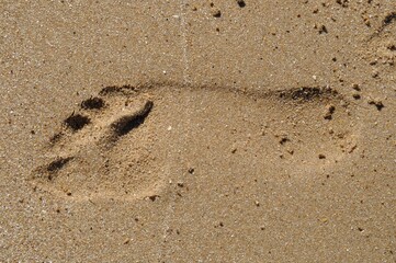 Fototapeta na wymiar footprints in the sand of a beach