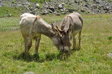 Naklejka na ściany i meble Two donkeys in a meadow in the Alps