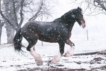 Shire Horse Winter