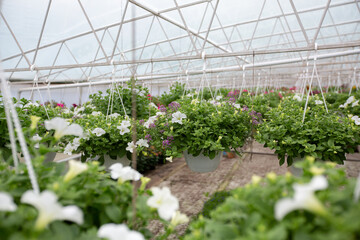 Cultivation of various colorful flowers and growing at orangery and eco business
