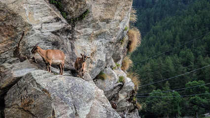 Gran Paradiso National Park, park in northwestern Italy