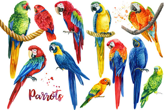 Watercolor tropical birds, macaw, parrots, white isolated background, hand drawing