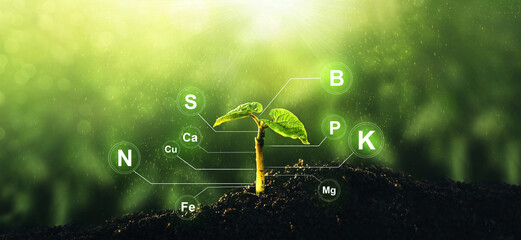Microelements for plants nutrition.Factors necessary for the process of plant growth and development.Young beans plant on sunny background with digital mineral nutrients icon.