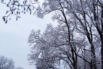 tall trees with snow on the sky background. winter day