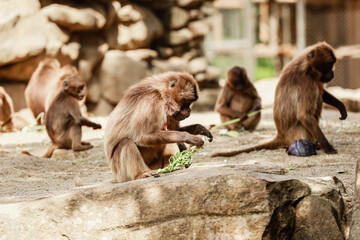 group of monkeys sit on a rock and eating vegetables in their natural habitat. Animal wildlife