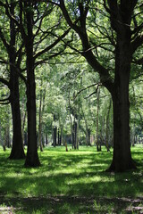For&ecirc;t de Rambouillet en &eacute;t&eacute;
