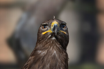 portrait of an eagle 2