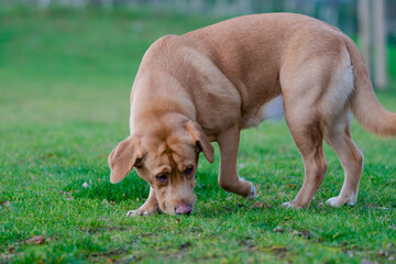 Lovely brown or ginger labrador female dog pictured outdoors enjoying her time in nature.