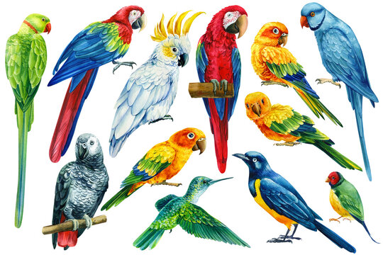 set of parrots macaw, lovebird, cockatoo, hummingbird and starling on isolated white background, watercolor illustration