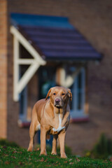 Lovely brown or ginger labrador female dog pictured outdoors enjoying her time in nature.