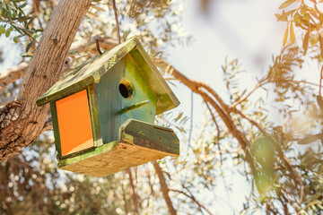 A wooden birdhouse hangs on an olive tree. Feeding birds in spring and birdwatching