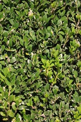 Obraz premium green leaves background