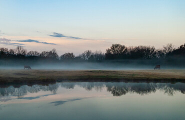 Cattle Ranch Background, cows grazing with water and reflections