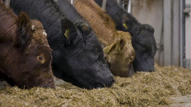 Close up of beef cattle feeding on hay from indoor pens, beef industry