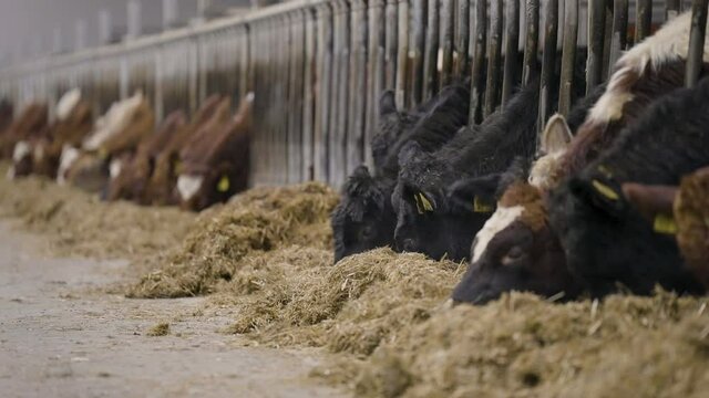 Line of beef cattle feeding on hay from indoor pens in cowshed, static