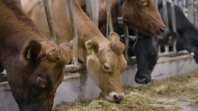 Beef cattle standing in indoor pens being fattened up with hay; beef industry