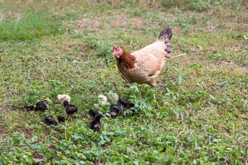 Black rooster or chicken. Rooster isolated on Nature background. A smart Thai rooster. Chickens walk on the grass. Mother hen with chickens in a rural yard.	
