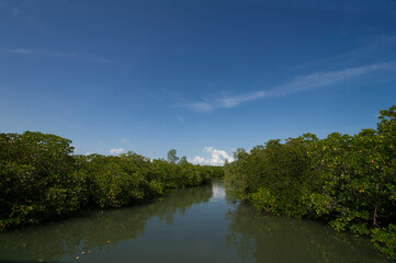 Fototapeta na wymiar Mangrove forest along the river.