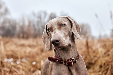 beautiful gray Weimaraner in autumn forest. Hunting dog on hunt. Gray dog. Hunting dog breed. outdoor portrait. animals, hunting, dogs, active lifestyle concept