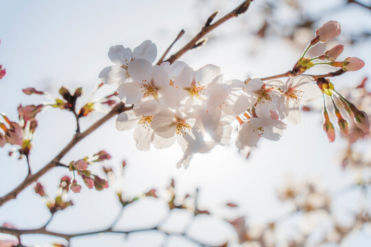 【桜】ソメイヨシノの花