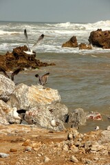 Mewy nad morzem © Agnieszka