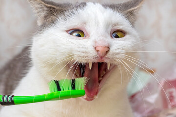 Toothbrush near the open mouth of a cat, dental care. Toothbrush advertising